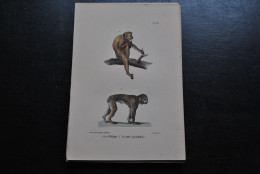 Gravure Couleurs (23 X 16) Buffon Pithèque Petit Cynocéphale Primate Singe Cabinet De Curiosités Lejeune Bruxelles 1833 - Prenten & Gravure