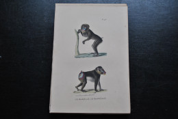 Gravure Couleurs (23 X 16) Buffon Mandrill Mâle Femelle Babouin Primate Singe Cabinet De Curiosités Lejeune Bxl 1833 - Stiche & Gravuren