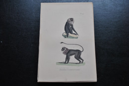 Gravure Couleurs (23 X 16) Buffon Ouanderou Guenon à Crinière Primate Singe Cabinet De Curiosités Lejeune Bruxelles 1833 - Prenten & Gravure