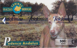 Nº12 PODENCO ANDALUZ DE LA SERIE RAZAS CANINAS IBERICAS DE TIRADA 4400 (NUEVA-MINT) CAN-DOG-PERRO - Emisiones Privadas