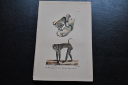 Gravure Couleurs (23 X 16) Buffon Patas à Queue Courte Babouin Primate Singe Cabinet De Curiosités Lejeune Bxl 1833 - Estampes & Gravures