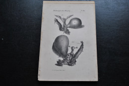 Gravure N&B (23 X 16 Cm) Buffon Malbrouck Femelle Mangabey Viscères Verge? Cabinet De Curiosités Lejeune Bruxelles 1833 - Prenten & Gravure