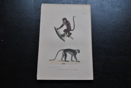 Gravure Couleurs (23 X 16) Buffon Guenon Couronnée Le Callitriche Primate Singe Cabinet De Curiosités Lejeune Bxl 1833 - Estampas & Grabados