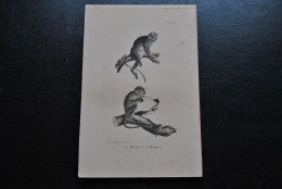Gravure Couleurs (23 X 16) Buffon Le Moustac Le Talapoin Primate Singe Cabinet De Curiosités Lejeune Bruxelles 1833 - Prenten & Gravure