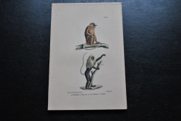 Gravure Couleurs (23 X 16) Buffon La Guenon à Long Nez Et à Camail Primate Singe Cabinet De Curiosités Lejeune Bxl 1833 - Prenten & Gravure