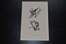 Gravure Couleurs (23 X 16) Buffon Le Petit Maki Gris Primate Singe Cabinet De Curiosités Lejeune Bruxelles 1833 - Stampe & Incisioni