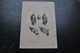 Gravure N&B (23 X 16) Buffon Alouatte Larynx Gorge Anatomie Primate Singe Cabinet De Curiosités Lejeune Bruxelles 1833 - Stiche & Gravuren