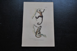 Gravure Couleurs (23 X 16 Cm) Buffon Sajou Brun Et Gris Primate Singe Cabinet De Curiosités Lejeune Bruxelles 1833 - Stiche & Gravuren