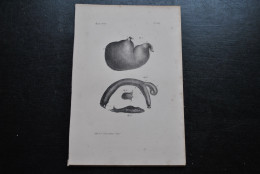 Gravure N&B (23 X 16) Buffon Sajou Brun Viscères Anatomie Primate Singe Cabinet De Curiosités Lejeune Bruxelles 1833 - Estampes & Gravures