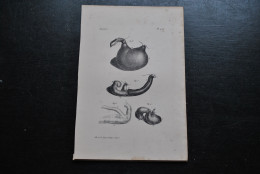 Gravure N&B (23 X 16) Buffon Le Saïmiri Viscères Anatomie Primate Singe Cabinet De Curiosités Lejeune Bruxelles 1833 - Stampe & Incisioni