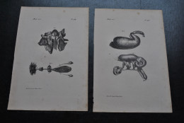 2 Gravures N&B (23 X 16 Cm) Buffon Maki Vari Lémurien Anatomie Viscères Primate Cabinet De Curiosités Lejeune Bxl 1833 - Stampe & Incisioni