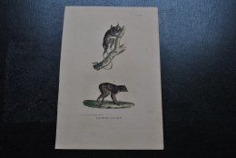 Gravure Couleurs (23 X 16 Cm) Buffon Le Tarsier Le Loris Lémurien Primate Cabinet De Curiosités Lejeune Bruxelles 1833 - Estampas & Grabados