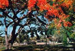 1 AK Réunion Island * Calme Et Fraicheur Sous Les Flamboyants - Peaceful And Cool Under The Flame Trees * - Reunión