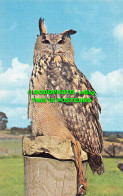 R527962 EJN 2137. Eagle Owl. Ernest Joyce. C. J. Nicholas AIBP. Plastichrome. Co - World