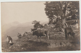 CPA PHOTO - 06 - CANNES Environs - Paysan Et Son Troupeau De Vaches Dans La Montagne Photo Richard - Cannes