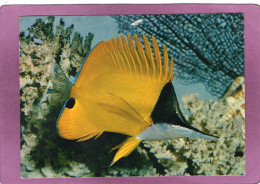54 NANCY Musée De Zoologie Aquarium Tropical Forcipiger Flavissimus Poisson Papillon à Pincette Photo D. Terver - Nancy