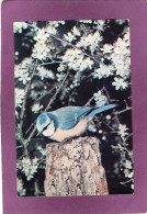 OISEAUX  Mésange Bleue  Photo Atlas Fatras   Édité Par Le Comité National De L'Enfance - Vogels