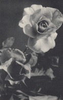Rosenblüte Ngl #D3877 - Sonstige & Ohne Zuordnung