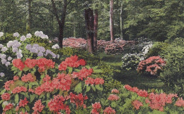 Ein Blumen-Wald Feldpgl1917 #D3851 - Autres & Non Classés