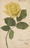 Eine Gelbe Edelrose Gl1906 #D3069 - Otros & Sin Clasificación