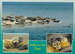 Tiere: Robben-Gruß Von Der See Ngl #G4803 - Otros & Sin Clasificación