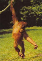 Tiere: Ein Orang-Utan Ngl #G4802 - Other & Unclassified