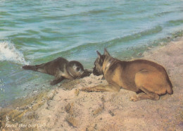 Tiere: Boxer Und Seehund Am Strand Ngl #G4792 - Other & Unclassified