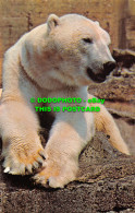 R528792 Polar Bears. The Zoological Society Of London. M. Lyster - Andere & Zonder Classificatie