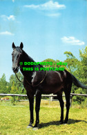 R528274 Black Horse. Elgate Postcards. Postcard - World
