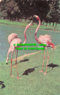 R528295 Flamingos. Zoological Society Of London - Autres & Non Classés