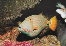 Balistoides Undulatus (Poisson Arbalète) - Pescados Y Crustáceos