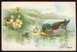 BIRD Vintage Duck Postcard  1898. Litho - Oiseaux
