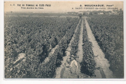 SAINT-VINCENT-DE-PAUL : Vue Du Vignoble De Clos-palu, Prise Derriere Les Chais, A. Mouchague - Tres Bon Etat - Andere & Zonder Classificatie