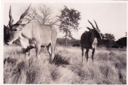 Original Picture - South Africa - Kruger National Park - Elands - Elans - Andere & Zonder Classificatie