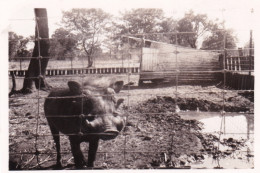 Original Picture - South Africa - Kruger National Park - Warthog - Other & Unclassified