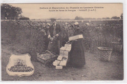 PARAME : Culture Et Exportation Du Physalis Ou Lanterne Chinoise - Société Des Serres De Bretagne (agriculture) - TBE - Parame