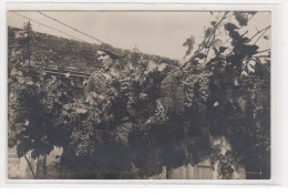 MERU : Carte Photo Des Vignes "sous Le Plateau De La Gare" En 1934 (vendanges) - Très Bon état - Meru