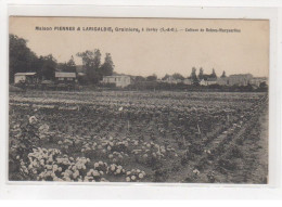 JUVISY : Maison Piennes Et Larigaldie, Grainiers - Culture De Reines Marguerites (fleurs - Horticulture)- Très Bon état - Juvisy-sur-Orge