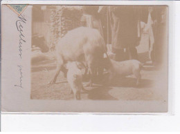 VIVIERS - Carte-photo - Cochons - Intérieur De Ferme - Très Bon état - Viviers