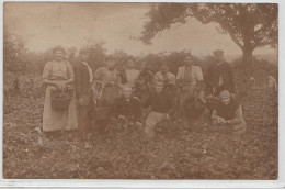 VERRIERES LE BUISSON : Carte Photo De La Cueillette Des Fraises En 1908 - Bon état (un Coin Plié) - Verrieres Le Buisson