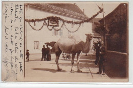 ORLEANS : Carte Photo D'un Chameau Lors Du Passage D'un Cirque En 1908 - Très Bon état - Orleans