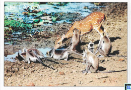 Sri Lanka Postcards, Spotted Deer, Postcrossing - Sri Lanka (Ceilán)