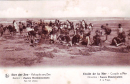  Coxyde S/Mer - Koksyde Aan/Zee - Etoile De Mer - Ster Der Zee - A La Plage - Aan Het Strand - Koksijde