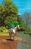 R528978 Woman On The Horse. Postcard - Wereld