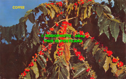 R529482 Coffee Berries. Blue Mountain. Jamaica. Mike Roberts. Novelty Trading - Wereld