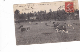 LA  VIE Au  GRAND  AIR,,,,UN  PATURAGE,,,,VOYAGE  1908,,,  Peu Courante - Allevamenti