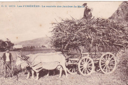 Les  PYRENEES ,,,,,LA  RENTREE Des JAMBES De  MAIS,,,,,ecrite 1934,,,,,TBE,,,,JOLIE CARTE,,, - Landwirtschaftl. Anbau