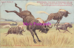Animals Postcard - Wilderbeeste, South Africa   DZ216 - Sonstige & Ohne Zuordnung
