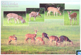 Sri Lanka Postcards, Deer, Wilpattu National Park, Postcrossing - Sri Lanka (Ceilán)