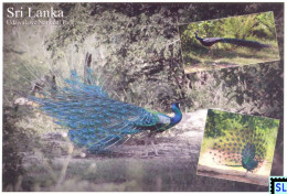 Sri Lanka Postcards, Peacock, Udawalawe National Park,Birds, Bird, Postcrossing - Sri Lanka (Ceilán)